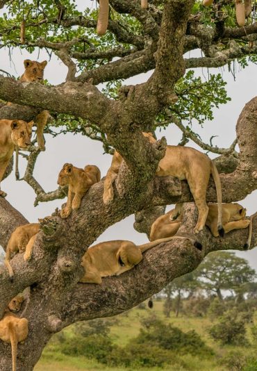 serengeti-national-park-1