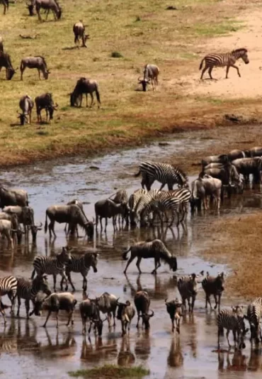 tarangire-national-park-migrations